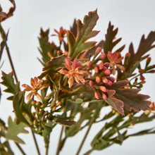 Load image into Gallery viewer, Santa Maria with Peach Flowers