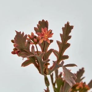 Santa Maria with Peach Flowers