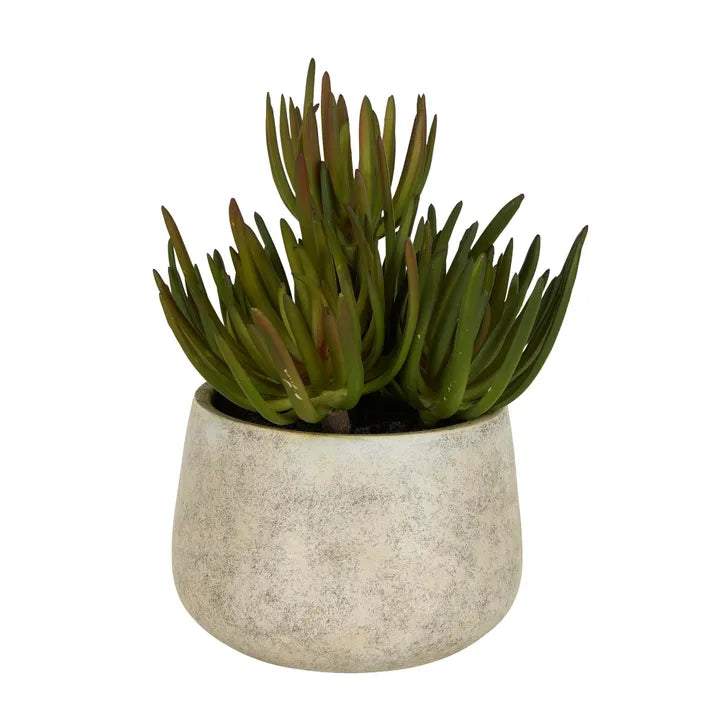 Succulents in Grey Pot Large